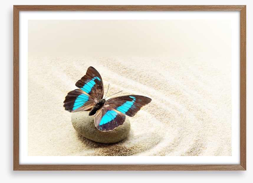Prepona Laerte on the sand