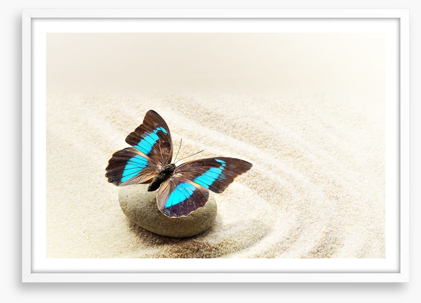 Prepona Laerte on the sand