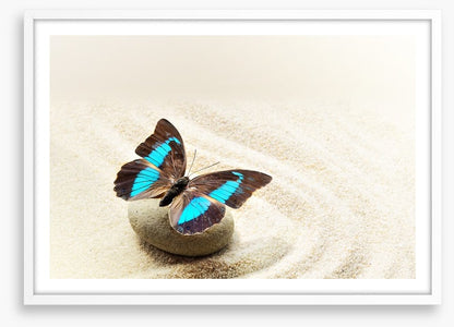 Prepona Laerte on the sand