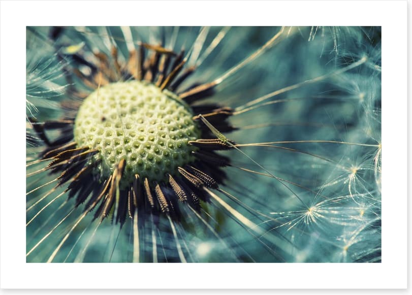 Dandelion gone