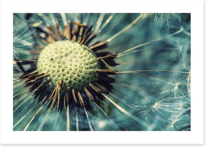 Dandelion gone