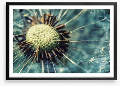 Dandelion gone