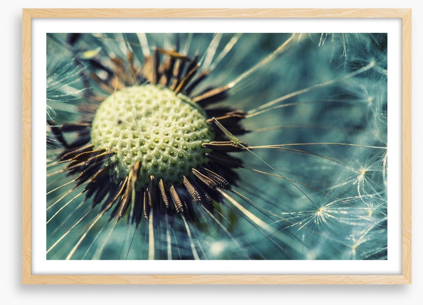 Dandelion gone