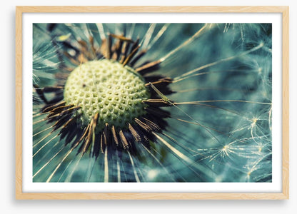 Dandelion gone