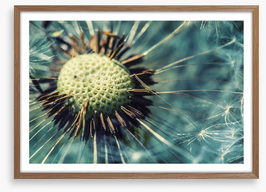 Dandelion gone
