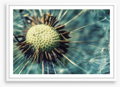 Dandelion gone
