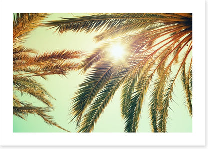 Sunlight through the palm fronds