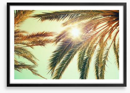 Sunlight through the palm fronds