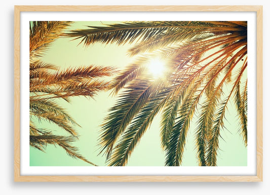 Sunlight through the palm fronds