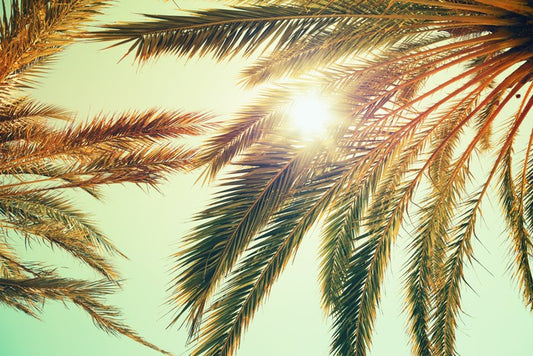Sunlight through the palm fronds