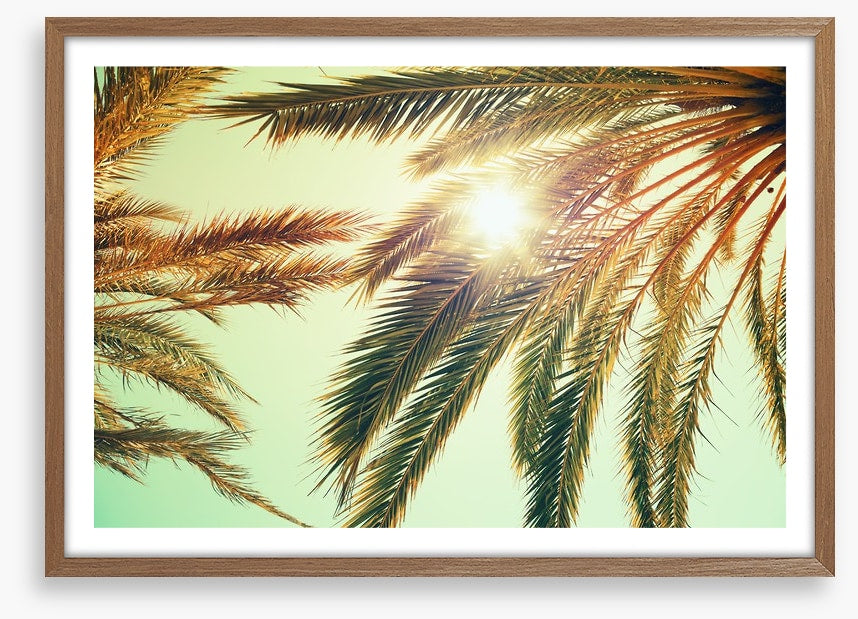 Sunlight through the palm fronds