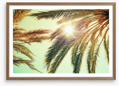Sunlight through the palm fronds