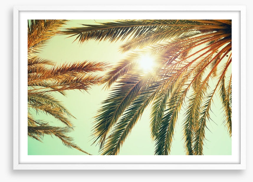Sunlight through the palm fronds