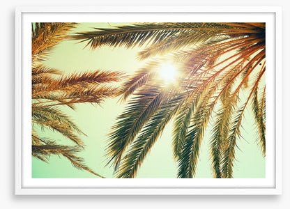 Sunlight through the palm fronds