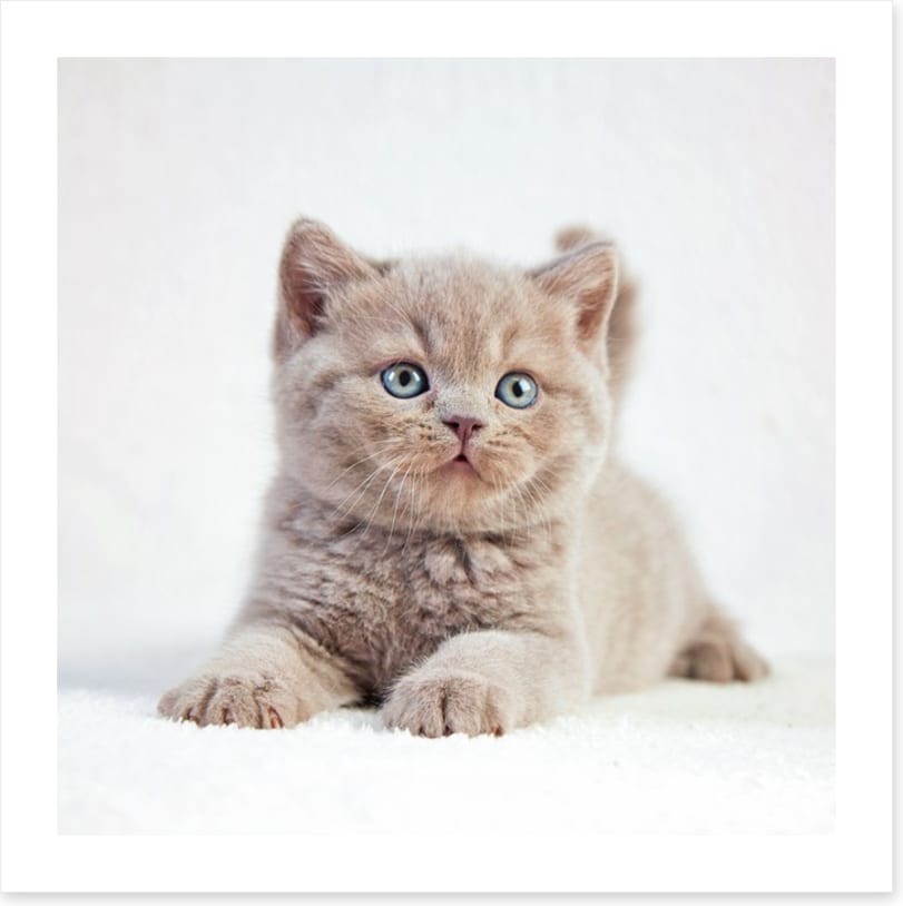 Kitten eyes