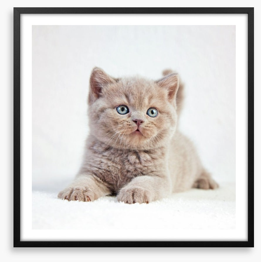 Kitten eyes