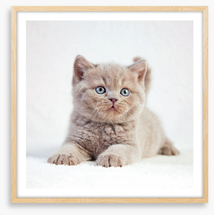 Kitten eyes