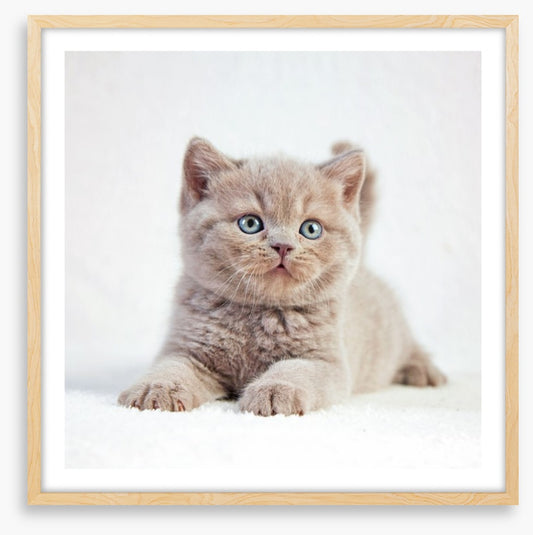 Kitten eyes