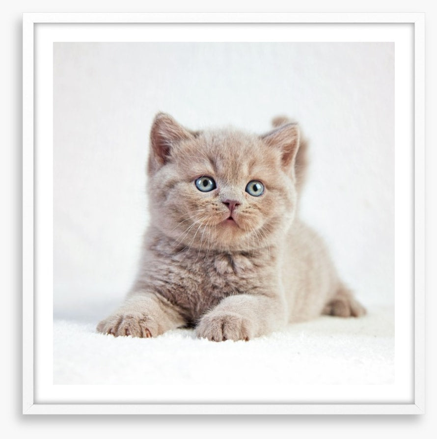 Kitten eyes