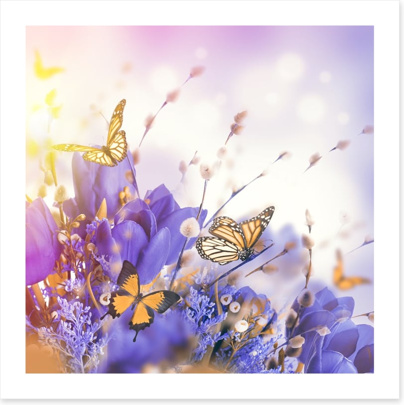 Mimosa butterflies