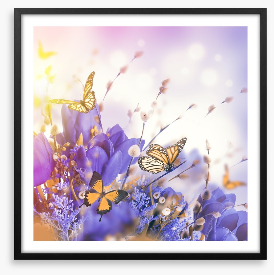 Mimosa butterflies