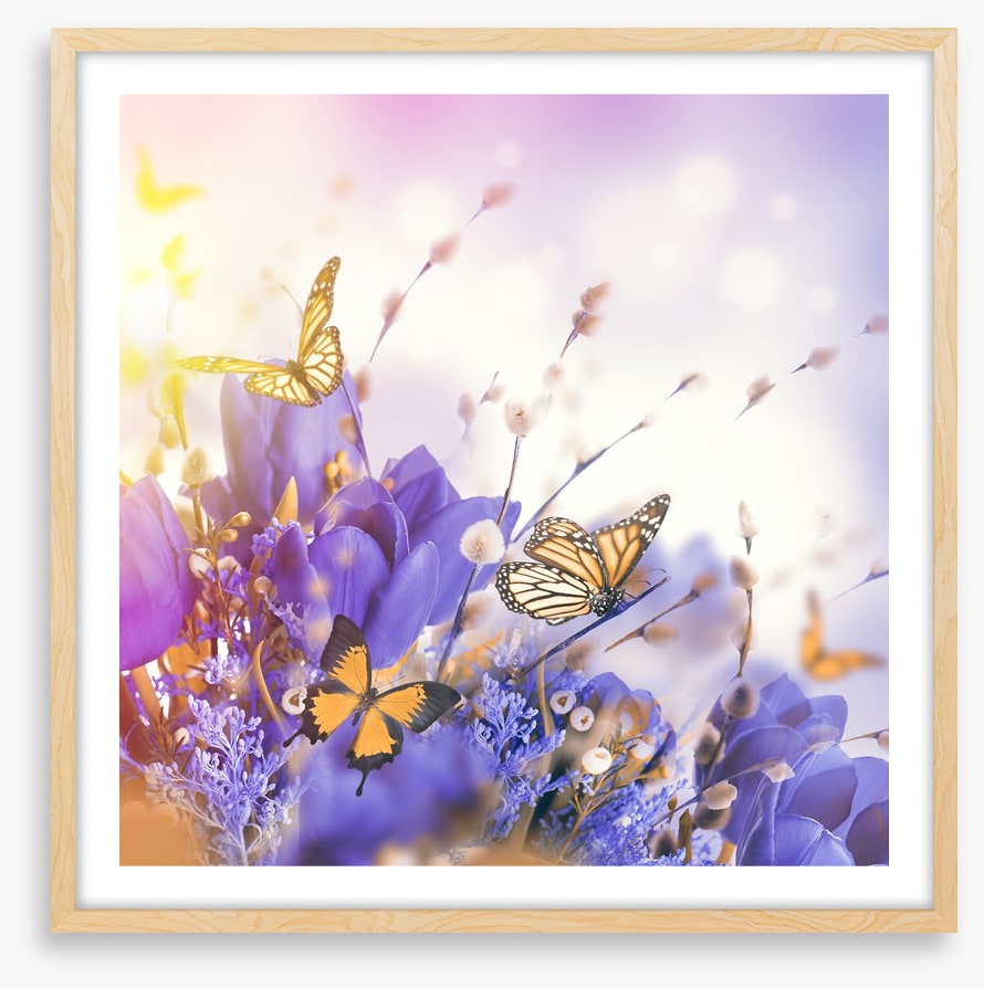 Mimosa butterflies