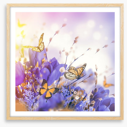 Mimosa butterflies