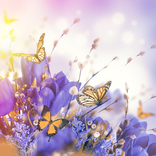 Mimosa butterflies