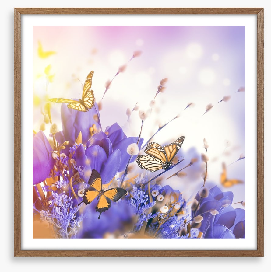 Mimosa butterflies