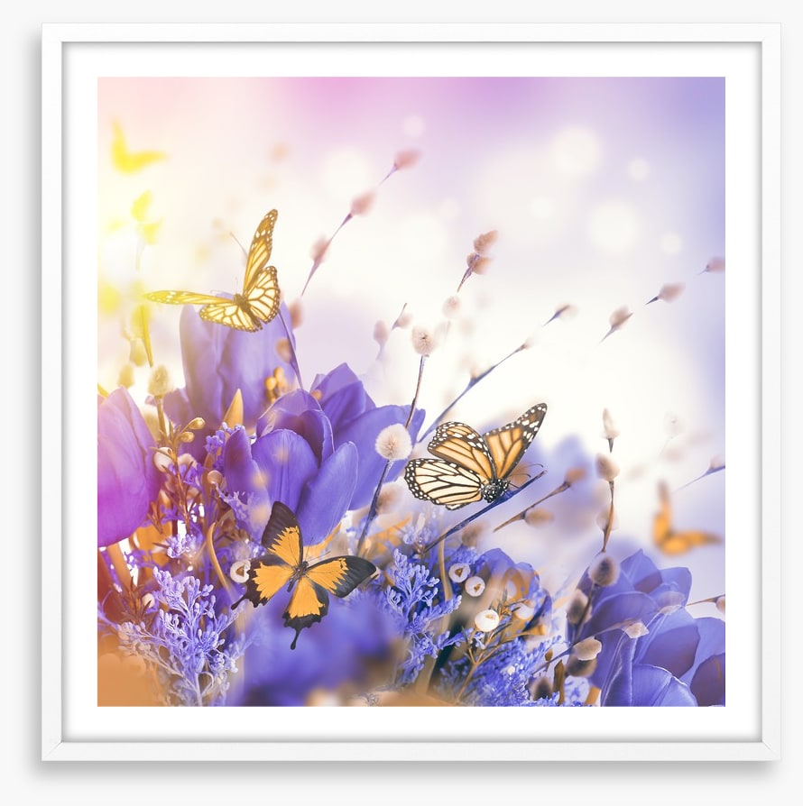 Mimosa butterflies