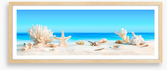 Shells on the beach panorama