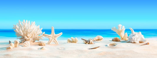 Shells on the beach panorama