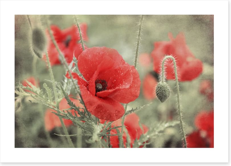 Vintage poppy