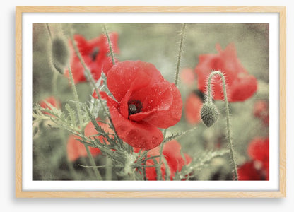 Vintage poppy