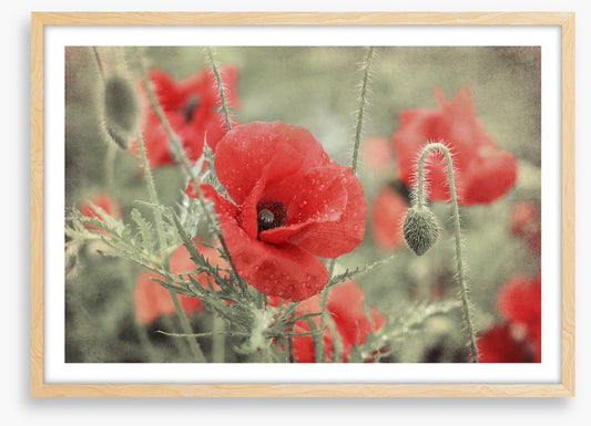 Vintage poppy