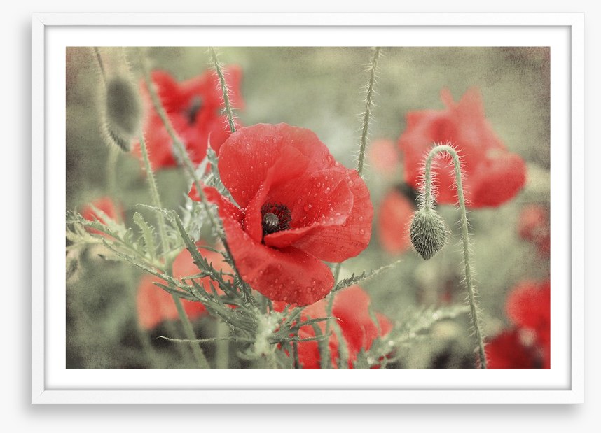 Vintage poppy