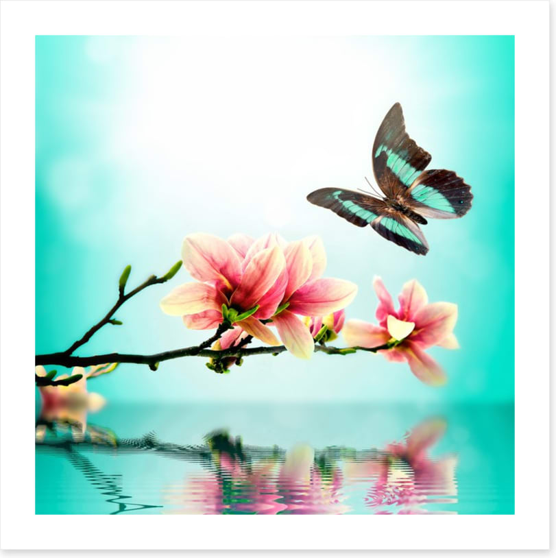 Butterfly magnolia