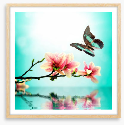 Butterfly magnolia