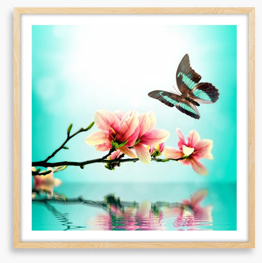 Butterfly magnolia