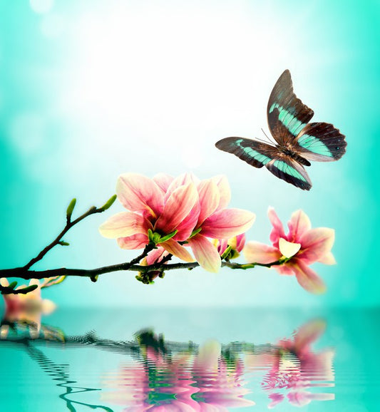 Butterfly magnolia
