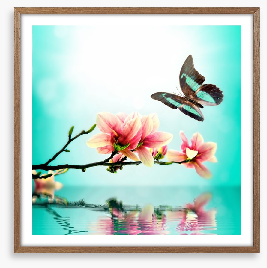 Butterfly magnolia