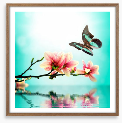 Butterfly magnolia