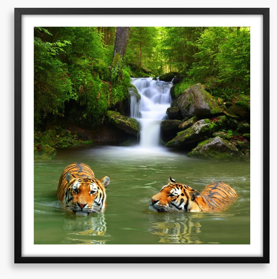 The tigers and the waterfall