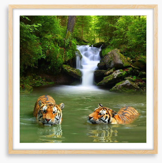 The tigers and the waterfall