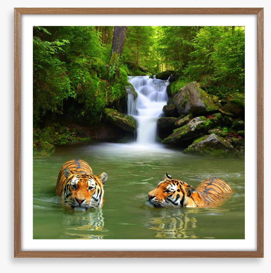 The tigers and the waterfall