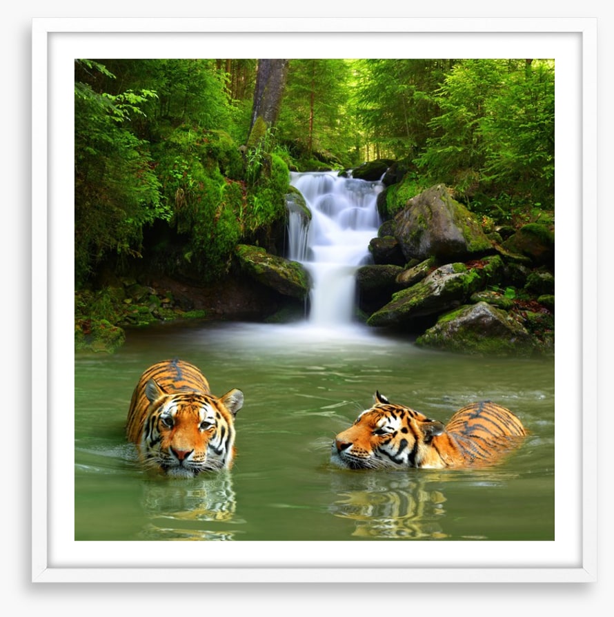 The tigers and the waterfall