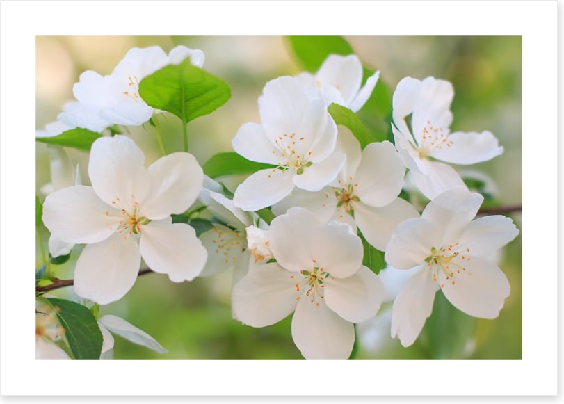 Blooming apple flowers