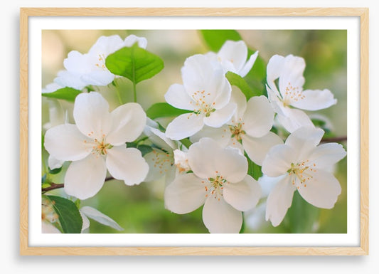 Blooming apple flowers