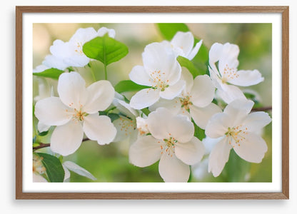 Blooming apple flowers