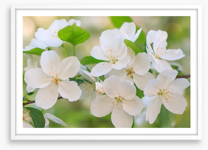 Blooming apple flowers